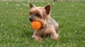 Adorable Yorkshire Terrier fog portrait, lying on grass with ball in mouth. Royalty Free Stock Photo