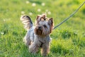 Adorable yorkshire terrier on the grass