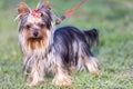 Adorable yorkshire terrier on a leash