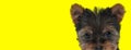 Adorable Yorkshire Terrier looking forward and listening Royalty Free Stock Photo