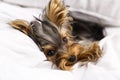 Adorable Yorkshire terrier lying on bed. Cute dog