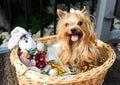 An adorable Yorkshire Terrier poses for an easter portrait in an easter basket.