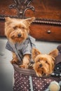 Adorable Yorkshire Terrier puppies in a stroller