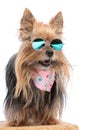 adorable yorkshire terrier puppy with sunglasses panting and looking away