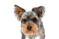 Adorable yorkshire terrier puppy walking in studio Royalty Free Stock Photo