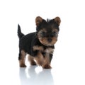 Adorable yorkshire terrier searching and walking