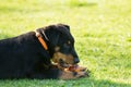 Adorable young Beauce shepherd dog lying in the green grass and eating an apple Royalty Free Stock Photo