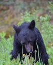 Black Bear Cub Near Banff, Alberta Royalty Free Stock Photo