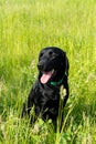 Adorable young black labrador puppy dog sits with his tongue out in a grassy field, looking away Royalty Free Stock Photo