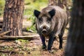 Adorable young Boar standing in a natural enviornment