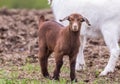 Adorable young brown colored Boer Goat with lop ears stands next to white female goat in early spring field at dusk Royalty Free Stock Photo