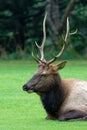 a small brown elk laying down on some green grass in the woods Royalty Free Stock Photo