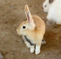 Young Bunny Rabbit Royalty Free Stock Photo