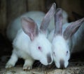 Adorable young bunnys in a big wood cage at farm house.