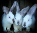 Adorable young bunnys in a big wood cage at farm house.