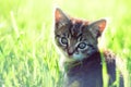 Adorable young cat in the grass