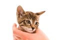 Adorable young cat in woman's hand Royalty Free Stock Photo