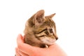 Adorable young cat in woman's hand Royalty Free Stock Photo