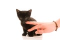 Adorable young cat in woman's hand Royalty Free Stock Photo