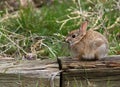An Adorable Young Cottontail Rabbit on the Side of a Trail