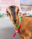 American LaMancha Goat at a Farmers Market Royalty Free Stock Photo