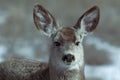 Young female mule deer in winter Royalty Free Stock Photo