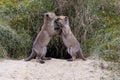 Adorable young foxes play fighting on sandy ground near bushes