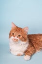 Adorable young ginger cat with white fur and curious face lying and resting Royalty Free Stock Photo