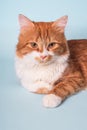 Adorable young ginger cat with white fur and serious face lying and resting Royalty Free Stock Photo