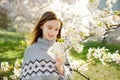Adorable young girl in blooming cherry tree garden on beautiful spring day. Cute child picking fresh cherry tree flowers at spring Royalty Free Stock Photo