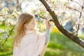 Adorable young girl in blooming cherry tree garden on beautiful spring day. Cute child picking fresh cherry tree flowers at spring Royalty Free Stock Photo