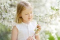 Adorable young girl in blooming cherry tree garden on beautiful spring day. Cute child picking fresh cherry tree flowers at spring Royalty Free Stock Photo