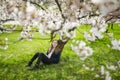 Adorable young girl in blooming cherry tree garden on beautiful spring day. Cute child picking fresh cherry tree flowers at spring Royalty Free Stock Photo