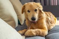 Adorable young golden retriever dog chewing the rawhide bone Royalty Free Stock Photo