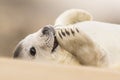 Adorable young grey seal pup wildlife Royalty Free Stock Photo