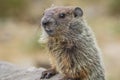 Adorable young Groundhog closeup in soft beautiful light