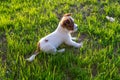 Adorable young Jack Russell terrier puppy on grass
