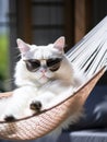 Adorable young kitty relaxing. Cute white cat in sunglasses laying outdoor. Generative AI