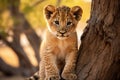 Adorable young lion cub sitting calmly on a tree branch, showcasing its natural habitat and beauty of the wild, young animal Royalty Free Stock Photo