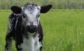 Adorable young little speckled roan calf i the field