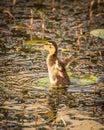 One young mallard duckling swimming in lake Royalty Free Stock Photo