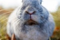 Rabbit mouth and nose, abstract macro Royalty Free Stock Photo