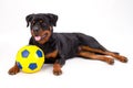 Adorable young rottweiler with soccer ball. Royalty Free Stock Photo