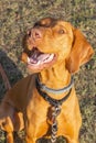 Obedient young Hungarian Vizsla dog sits and looks at its handler