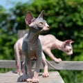 Adorable young Sphynx Hairless Cats on walk in cattery enclosure