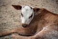 Adorable Zebu Baby Cow Lying Royalty Free Stock Photo