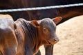 Adorable Zebu Small Baby Cow Stock Photo