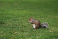 A adorablebrown squirrel eating nut on green grass lawn in the garden Royalty Free Stock Photo