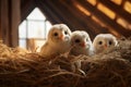 adorables triples barn owls in the nest, ai generated