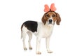 Adorble beagle dog wearing a pink bow Royalty Free Stock Photo